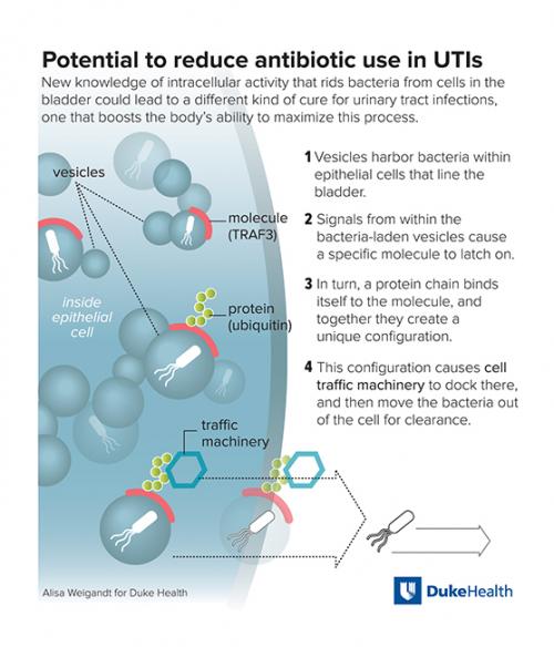 Newly Described Cellular Defense Activity Could Guide Solutions To Utis Duke Health 4192